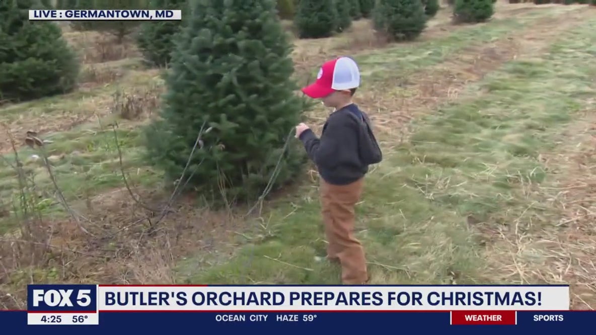 Cut down your own Christmas tree at Butler's Orchard